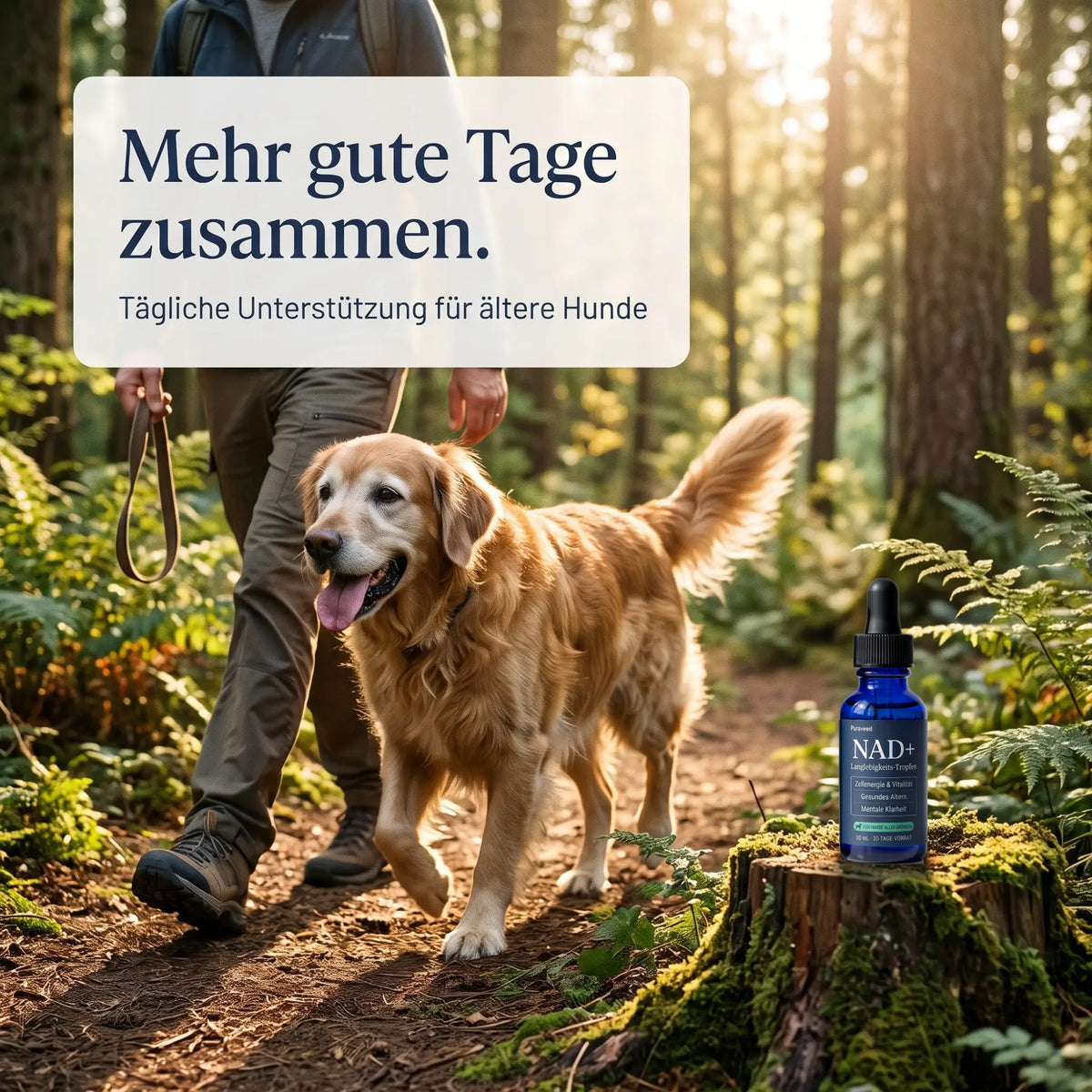 Mehr gute Tage zusammen – älterer Hund beim Waldspaziergang