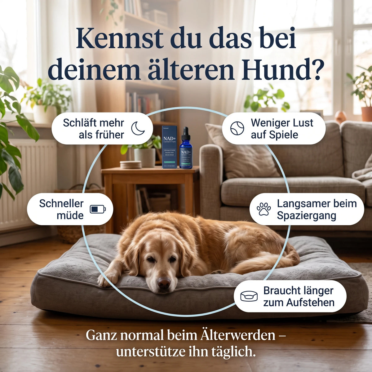 Kennst du das bei deinem älteren Hund?